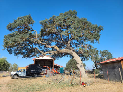 Tree Service