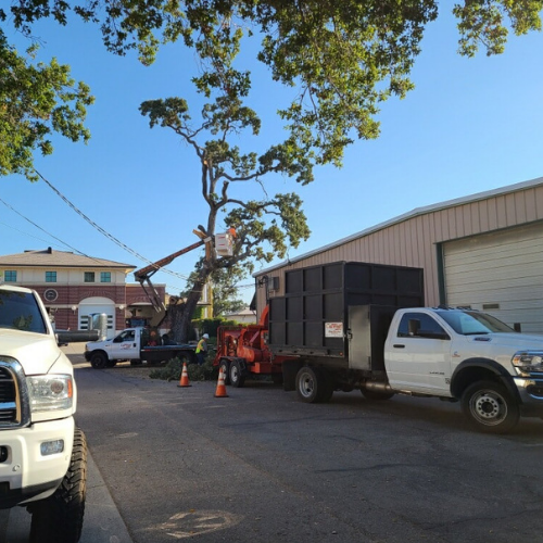 Tree Trimming Atascadero