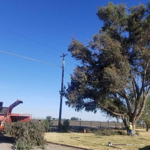 Tree Removal Atascadero