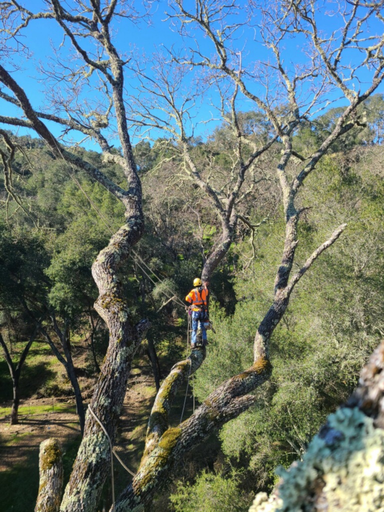 Tree Service Paso Robles