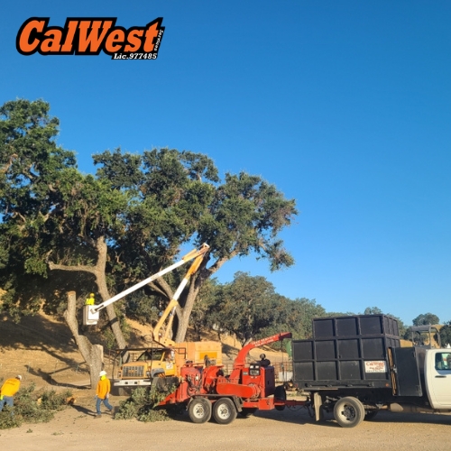 Tree Service Los Osos