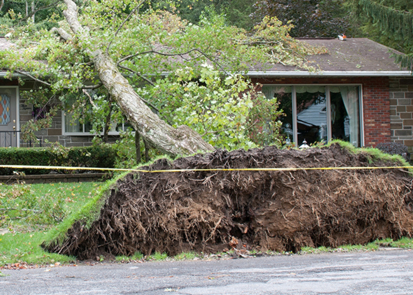 Dangerous Leaning or Up-rooting
